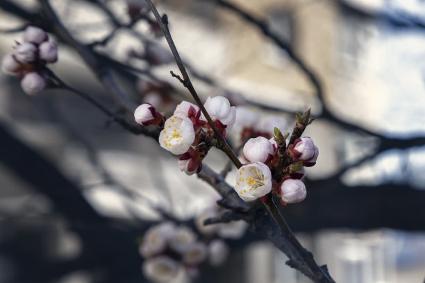 杏花时节