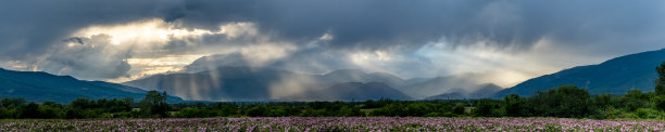 粉色美丽玫瑰花海报背景