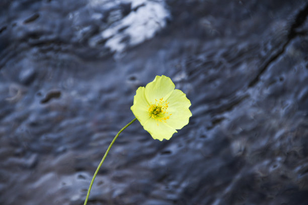 山和小黄花