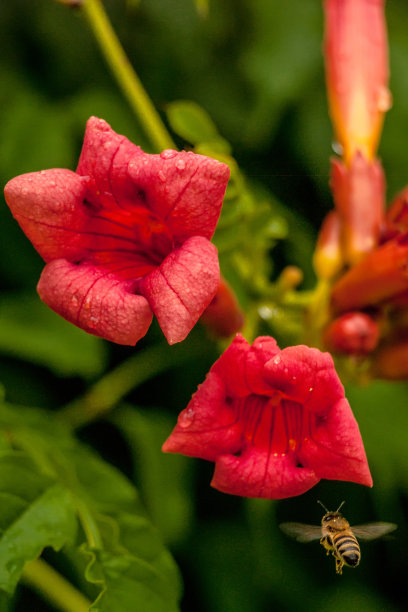 小花红灯笼