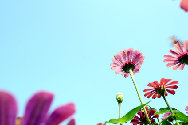 紫色百日菊