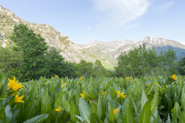 山和小黄花