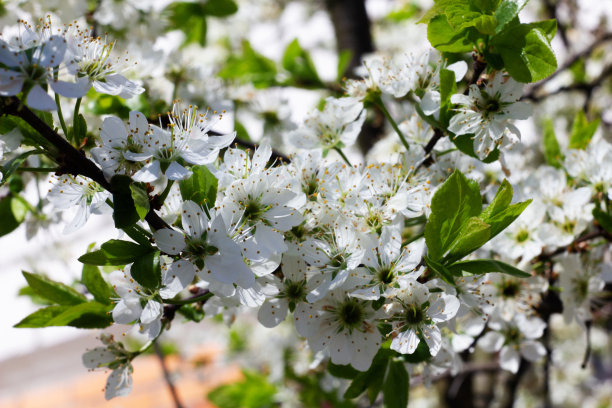 图案与苹果花