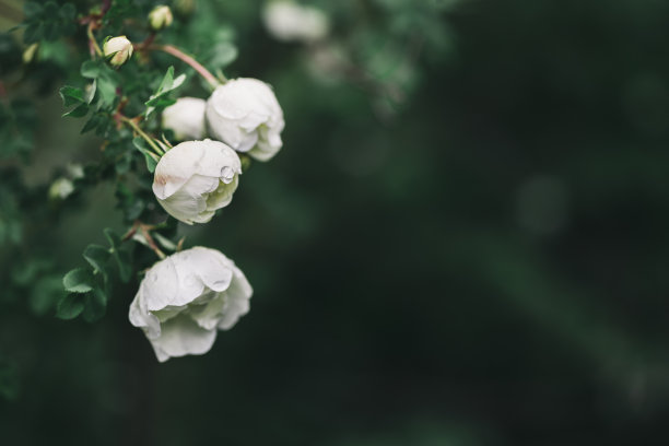 花朵花蕾上的雨滴