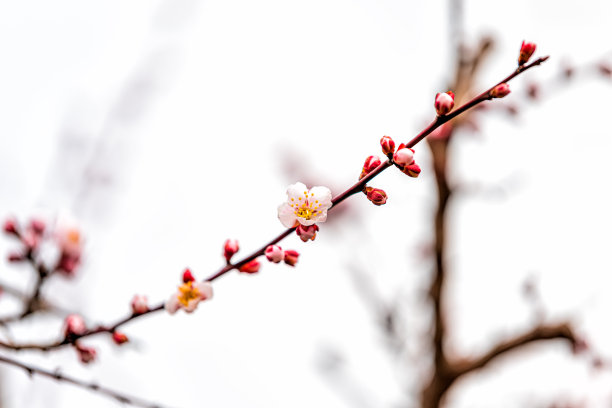 樱花开了