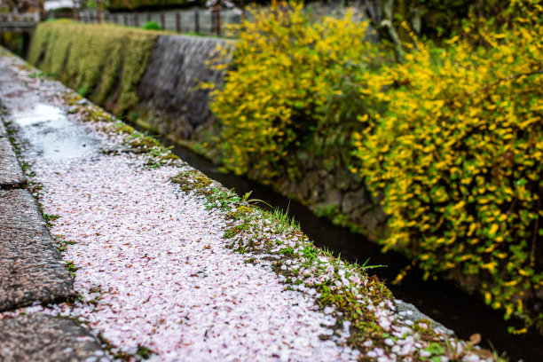 樱花路