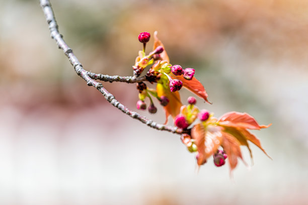 红色樱花