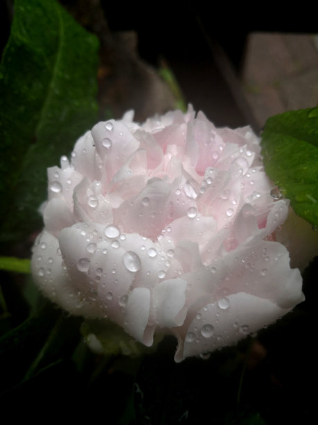 雨中牡丹