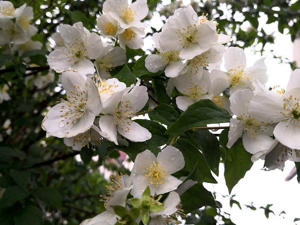 怀旧花卉