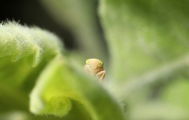 可爱的昆虫