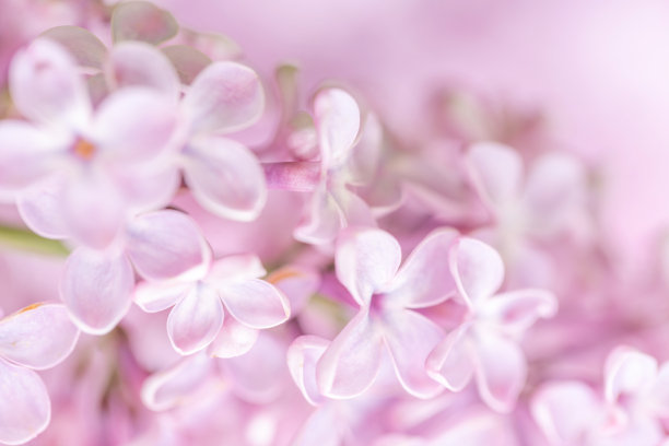 春天花卉 粉色花瓣 植物花朵 