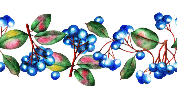 蓝莓插画 水彩蓝莓