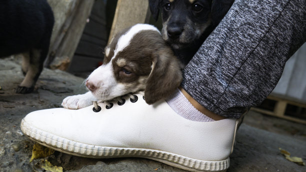狗狗与鞋