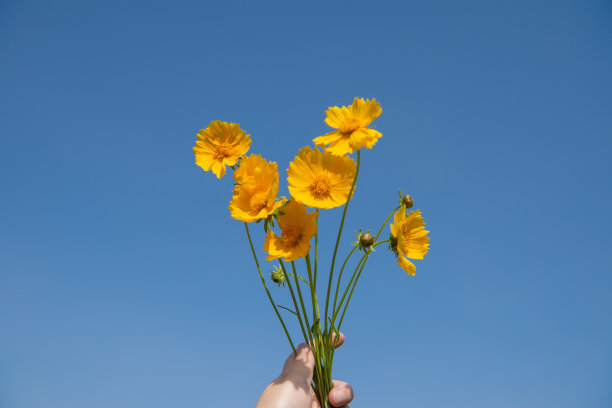 锦鸡儿花