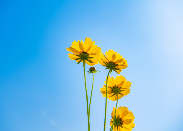 锦鸡儿花