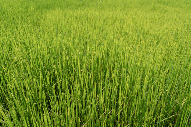 成长的水稻