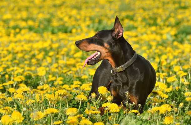 黑色杜宾犬