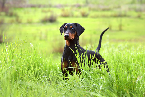 黑色杜宾犬