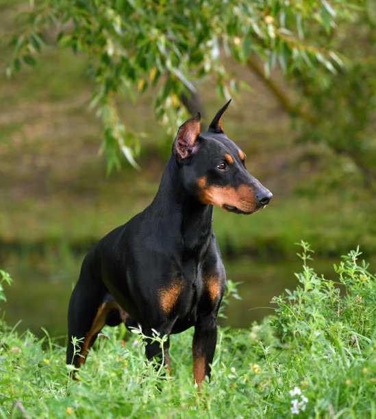 黑色杜宾犬