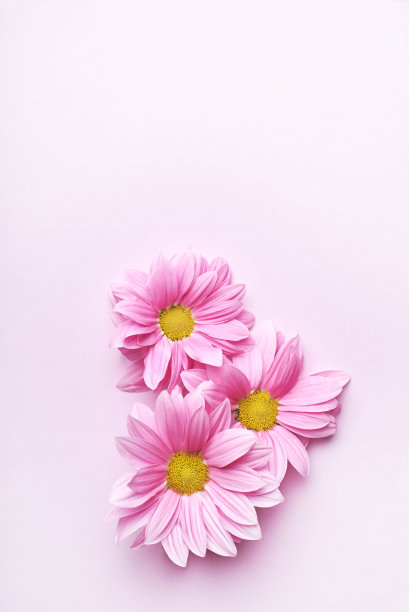 粉色雏菊花