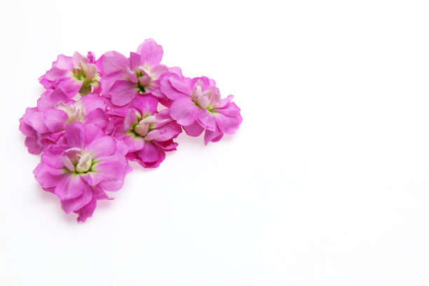 紫罗兰鲜花
