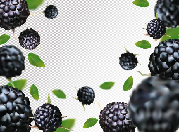 新鲜黑莓桑葚高清特写