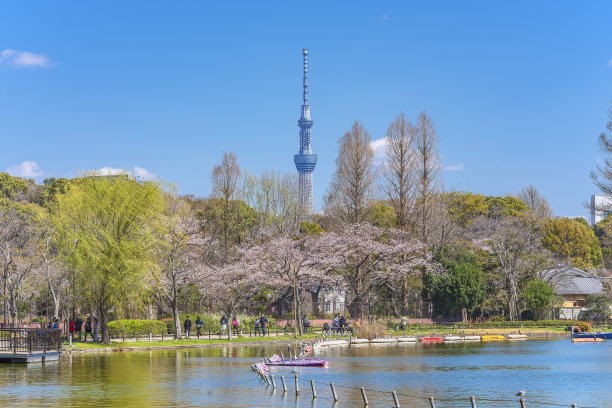 海鸥樱花