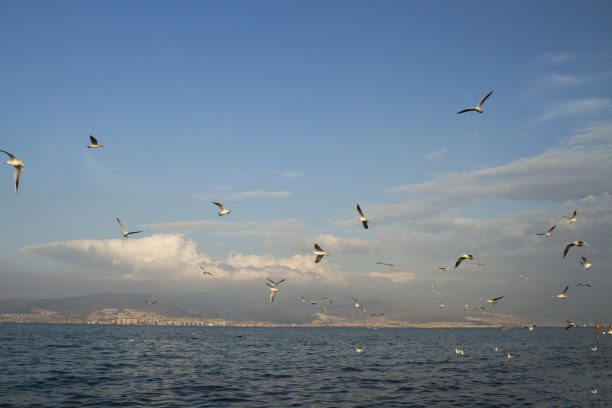 蓝天大海海鸥背景