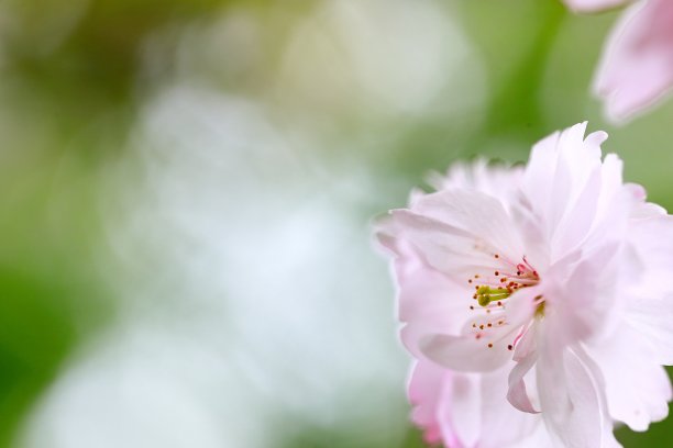 日本奈良樱花