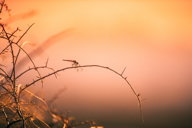 夕阳下的野草