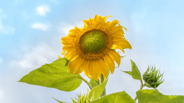 向日葵田户外