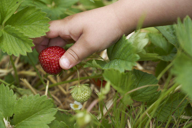人物田园儿童草莓