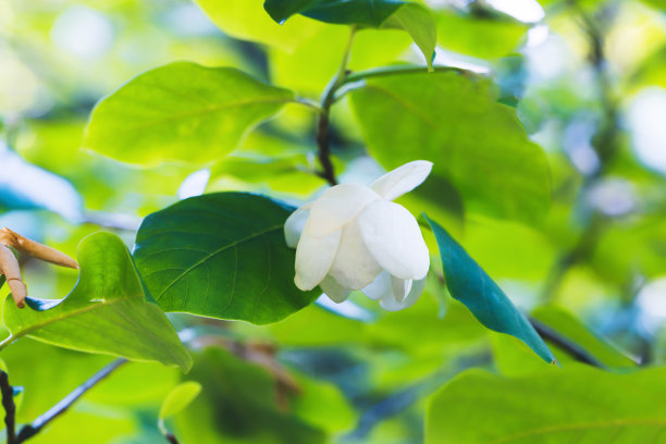 玉兰花朵高清特写