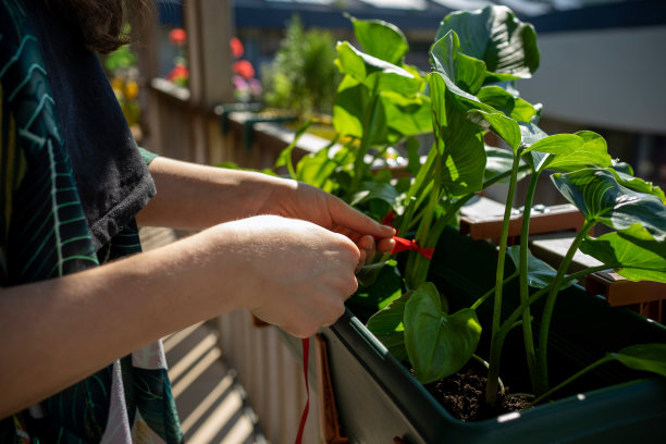 温室大棚蔬菜种植