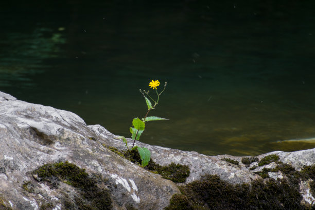 黄花溪