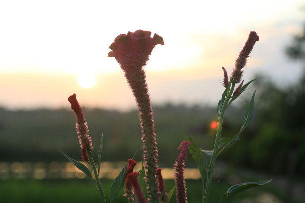 夕照花海