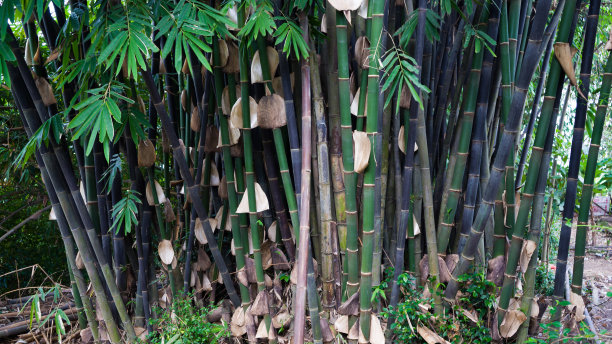 竹林摄影绿竹