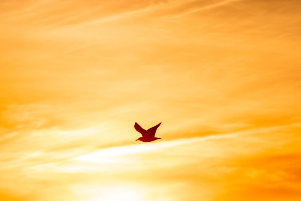 蓝天上飞翔的红嘴鸥