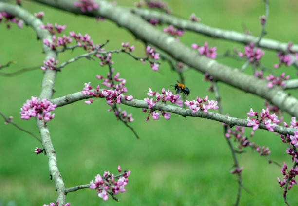 蜜蜂底纹