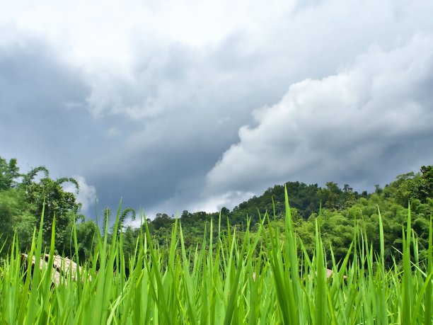 绿色生态稻米