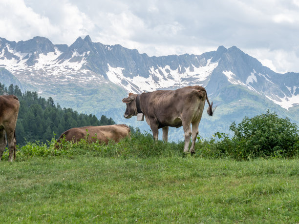 夏季草地上的牛群