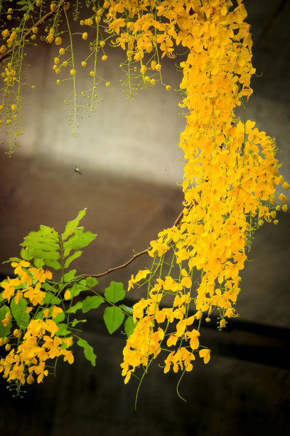 金色黄色花朵素材