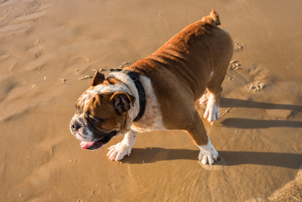 海边玩耍的斗牛犬