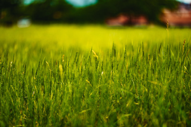 草原,草坪