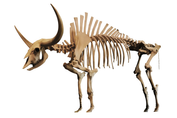 动物化石考古展览古生物