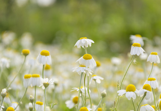 野花,,小花,野菊花