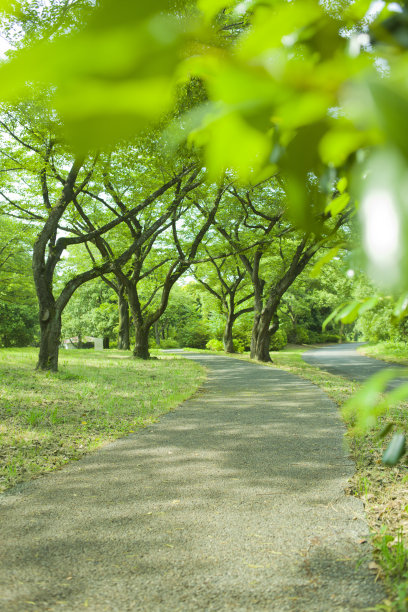 夏天林荫道