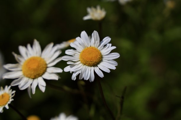 野花,,小花,野菊花