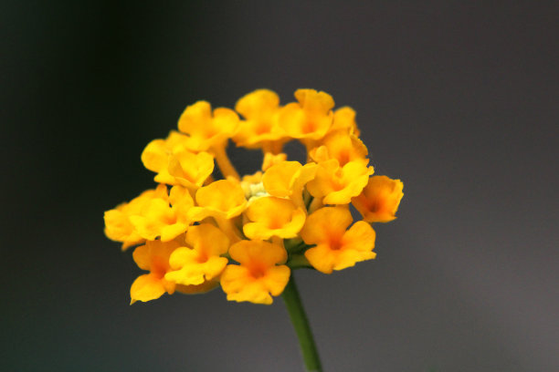 季节,夏天,春天