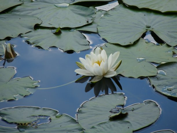 莲花开